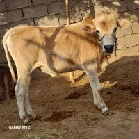 شوش