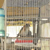 دوستان عشق باز سهر تازه داره صاف میکنه|پرنده|محمدشهر, محمدشهر|دیوار