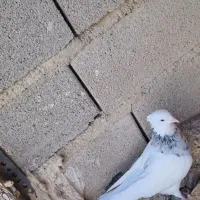 کبوتر طوقی|پرنده|سرپل ذهاب, |دیوار