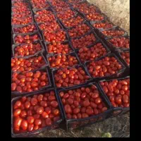گوجه ربی تحویل در محل میلاجرد واطراف