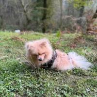 فروش سگ پامرین