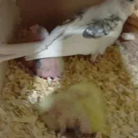 جفت مولد واقعی با ۴ تا جوجه