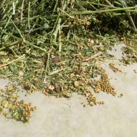 بذر یونجه محلی