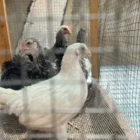 جوجه ونیمچه مرغ وخروس گلین وساسکس دارک