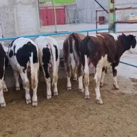 گوساله سمینتال