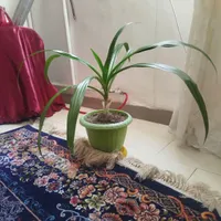 گل طبیعی