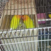 کوتوله فیشر طلایی