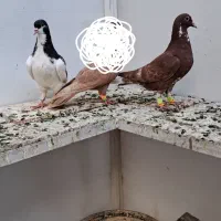 کبوتر جوانه|پرنده|تربت‌حیدریه, قائم|دیوار
