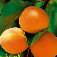 توزیع و تولید نهال زردآلو پرتقالی