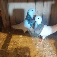 کفتر تزیینی