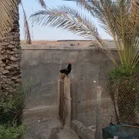 مرغ. جوجه. خروس|حیوانات مزرعه|لامرد, |دیوار