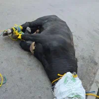 گوشت گوساله نر