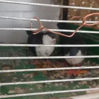 یک جفت کبوتر نرو ماده ریش سیاه