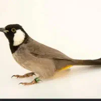 پرنده محلی