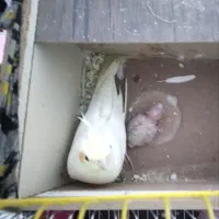 عروس هلندی|پرنده|شاهینشهر, شهرک گلدیس|دیوار