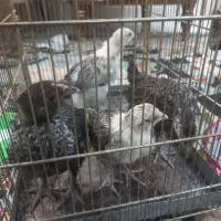 جوجه رسمی|حیوانات مزرعه|تهران, افسریه شمالی|دیوار