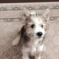 واگذاری رایگان میکس شیتزو