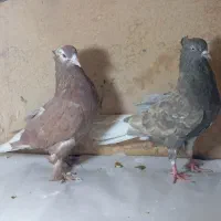 کفتر پرشی|پرنده|قم, باجک دو|دیوار