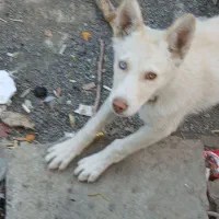 سگ  هاسکی‌ماده چشم رنگی