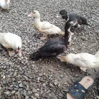 اردک اسرائیلی و محلی|حیوانات مزرعه|پیربازار, |دیوار