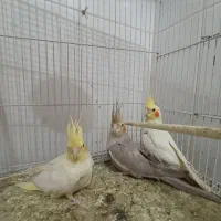 جوجه عروس هلندی دستی