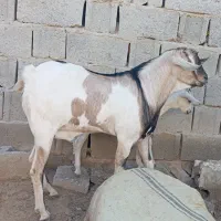 نری جوان دورگ سومال