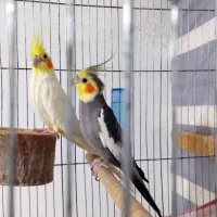 عروس هلندی مولد با قفس ۱۰۳۳ بزرگ