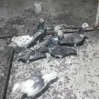 ۷تامسافتی پرشی بزک سبز