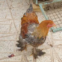 مرغ زینتی برهمایی