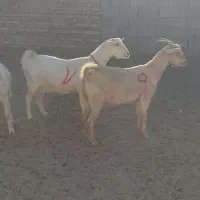 بزسانن|حیوانات مزرعه|درمیان, |دیوار