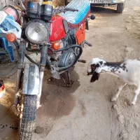 موتور سیکلت ایژ|موتورسیکلت|عنبرآباد, |دیوار