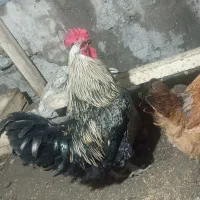 خروس|حیوانات مزرعه|آمل, |دیوار