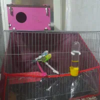 مرغ عشق مولد|پرنده|گنبد کاووس, |دیوار