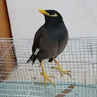 مینا قشنگ