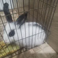 فروش بچه خرگوش