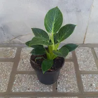 طبیعی سبز|گل مصنوعی|یزد, |دیوار