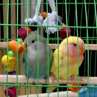 یک جفت کوتوله برزیلی