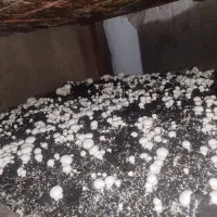 پخش همه روزه قارچ