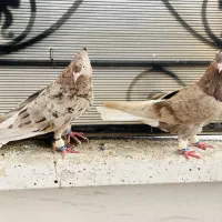 جفت کوهی کرم دمسفید