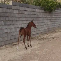 اسب نریان طلایی معاوضه با موتور گوسفند بز  بره