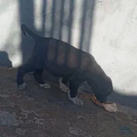 توله سگ سرابی|سگ|بستان آباد, |دیوار