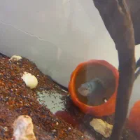 جفت سیچلاید مولد