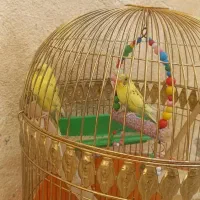 فروش یک جفت مرغ عشق جوان و سرحال