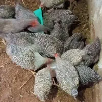 آمروک آمریکایی پیلموت راک نژاد سه منظوره
