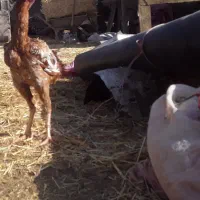 مرغ خروس لاری|حیوانات مزرعه|تربت جام, معدآباد|دیوار