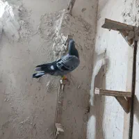 کفتر بوم|پرنده|مشهد, تلگرد|دیوار