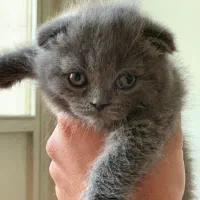 گربه اسکاتیش بیریتیش بلو