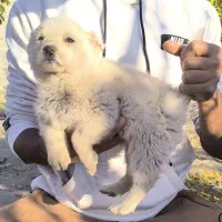 سگ قدر جونی|سگ|سیرجان, |دیوار