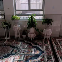 گل گیاه طبیعی