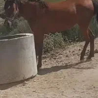 اسب|اسب و تجهیزات اسب‌سواری|تیران, |دیوار